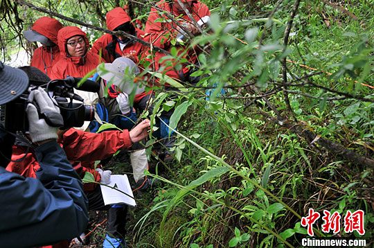 西藏医药资源普查 今年发现3000余种药用植物